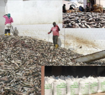 Gestion des pêcheries de petits pélagiques : L’exportation et les usines de farine de poisson constituent un frein