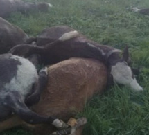 Mauvaise nouvelle pour les éleveurs de Podor : 20 veaux tués par la foudre dans la zone sylvo-pastorale de Loumbi Laobé