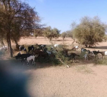 Abattage des arbres au Fouta: Paysans et éleveurs portent la couronne d’épines