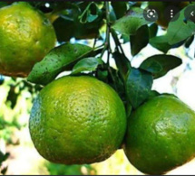 Pikine: Un homme meurt après avoir mangé une mandarine chez son ami