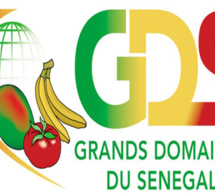 Grands domaines du Sénégal : un mouvement d’humeur des travailleurs