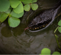 Inondations, menaces de reptiles… Kounoune attend le Plan Orsec