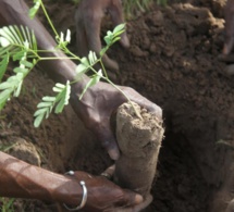 Reboisement: Diass réceptionne un millier de plants