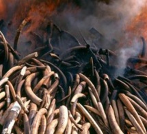 Braconnage: 20.000 éléphants tués en Afrique en 2013