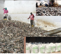 Abdoulaye Diouf de l’institut universitaire de pêche et d’aquaculture tranche le débat : Les usines de farine de poisson, «un mal nécessaire»