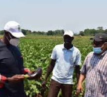 Exploitation du potentiel du continent : Club Afrique développement plaide pour l’agro-business