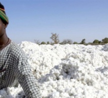 Vélingara Campagne de production cotonnière Une mouche parasite l’espoir des producteurs