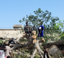 Kaolack : la chute d’un baobab fait une vingtaine de blessés