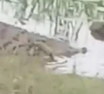 Kaolack: Un crocodile découvert dans une mare à Fass Ridwane, sème la terreur Kaolack: Un crocodile découvert dans une mare à Fass Ridwane, sème la terreur
