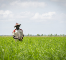 Mise en place d’une agropole dans quatre régions du centre du pays : Le Sénégal reçoit un prêt de plus de 63 millions d’euros…