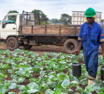 Afrique subsaharienne: Le FMI exige le renforcement de la sécurité alimentaire