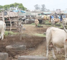Difficiles conditions de travail au parc à Sicap Mbao : Les jeunes éleveurs du Sénégal râlent et traînent le comité de gestion dans la boue…