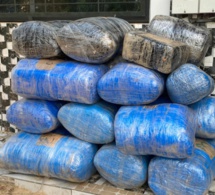 Coup de filet de la Douane à Fatick : 507 kg de chanvre indien saisis, 2 individus arrêtés