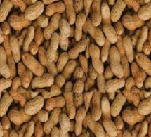 Campagne de commercialisation arachidière : À Kaffrine, « Aar sunu mommel » refuse de vendre ses produits à 275 FCfa le kilo