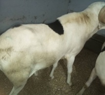 Après le vol de 14 moutons Laadoum d’un « Mbacké-Mbacké » : Birame Bâ sera édifié sur son sort jeudi prochain