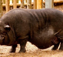 L'islam interdit la viande de porc car le cochon est saleté, grand cannibale et porteur de parasites mortels