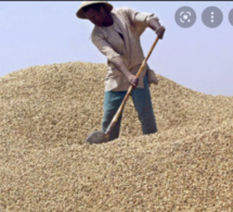 Agriculture : La campagne arachidière risque le drame à Touba