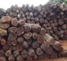Dix charrettes remplies de bois saisies à Bounkiling
