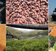 Cours mondiaux des matières premières : Les prix du blé, du maïs et du sucre haussent au mois d’octobre