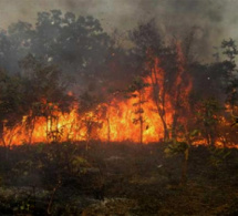 Environnement : Médina Yoro Foula note une tendance baissière des feux de brousse