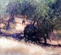 Un hippopotame abattu à Thilogne