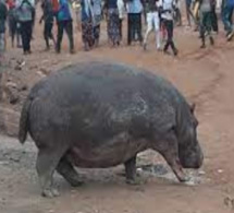 Thilogne : L’autre version sur la mort de l'hippopotame tueur d'un vieillard