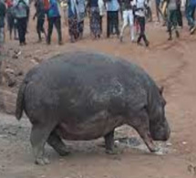 Thilogne : L’autre version sur la mort de l'hippopotame tueur d'un vieillard Thilogne : L’autre version sur la mort de l'hippopotame tueur d'un vieillard