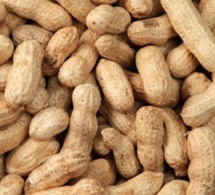 Louga-373 tonnes d'arachides collectées cette année : Une très faible quantité par rapport aux attentes, selon Diagne Fada