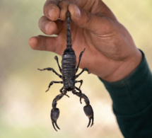 France : Un scorpion pique un passager sur un vol en provenance du Sénégal