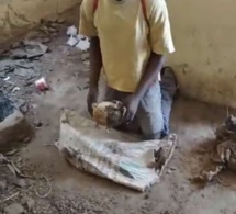 Nouvelle profanation de tombe à Kolda : Un jeune arrêté avec un crâne et des os d’un cadavre humain