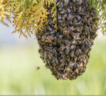Kayemor / Kaolack : Un homme tué par des abeilles Kayemor / Kaolack : Un homme tué par des abeilles