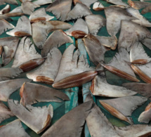 Coup de filets de la Douane : Saisie de 1,600 tonne d'ailerons de requin à Kébémer, de faux médicaments aussi