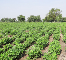 AGRICULTURE SENEGALAISE : Ces contraintes qui plombent le financement