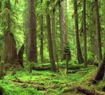 Escroquerie portant sur 49 850 000 F Cfa : le maire de Chérif Lô vend une forêt classée à un marabout