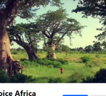 Communication du Groupe Sonatel Orange: L'Agence VOICE AFRICA avec son expertise avérée, prend les commandes