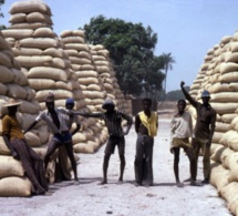 Ziguinchor-Campagne de commercialisation de l’arachide : Des opérateurs réclament 2 milliards à la Sonacos