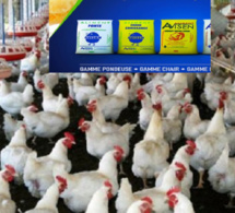 Fabrique d'aliments Volaille-Bétail : la Société avicole sénégalaise Avisen acquise par le singapourien Olam Group,