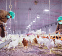 Olam Agri acquiert Avisen, un acteur clé de l'industrie agroalimentaire au Sénégal