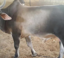 Ndiémane (Joal) : Pour avoir tapé une de ses vaches, le berger égorge son camarade