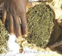 Trafic de drogue à Mbour : Un taximan arrêté et 37,2 kg de chanvre indien saisis