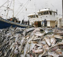 Dégradation du patrimoine halieutique : Un Sénégal sans poisson ne sera jamais meilleur