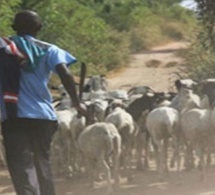 Sédhiou Plus de 900 têtes de bovins volées : Les éleveurs manifestent et réclament justice