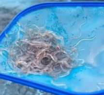 La Dic démantèle un réseau de trafiquants d’anguilles…