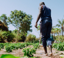 Accompagnement des entreprises dans l’agriculture : La Der/Fj et ses partenaires promeuvent le « numérique agricole »