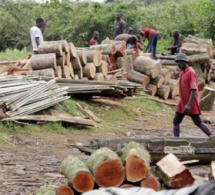 Alerte sur la déforestation à Médina Yoro Foula : Le couvert végétal en danger !