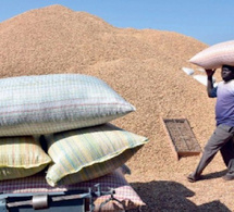 Baisse de la production nationale d’arachide et tension sur le marché des oléagineux (Kadialy Gassama, Economiste)