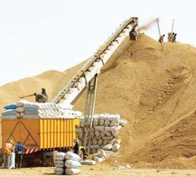 Campagne de commercialisation : La Sonacos vise 300.000 tonnes de graines d’arachide