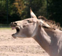 Insolite à Mbacké : Un individu jugé pour avoir entretenu des rapports sexuels avec un âne Insolite à Mbacké : Un individu jugé pour avoir entretenu des rapports sexuels avec un âne