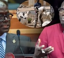 Cheikh Lo influenceur Macky attaque Sonko sur la sortie de Thierno Alassane sur la fête de tabaski