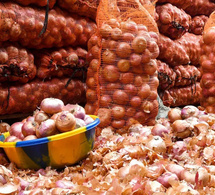 Marché de l’oignon : L’ARM suspend la commercialisation par les agrobusiness, du 22 mai au 15 juin, pour soutenir les petits producteurs